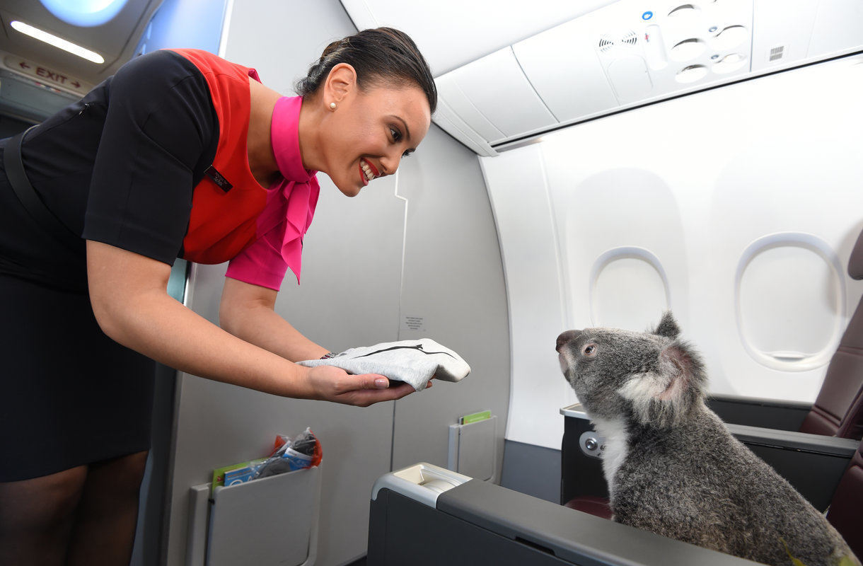 Koalat kuvattiin Qantasin lennolla