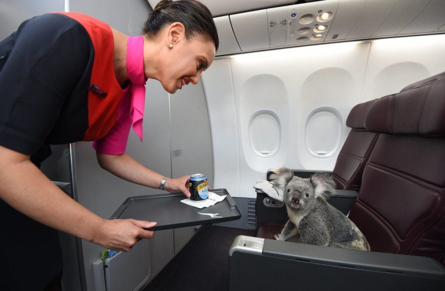 Qantas päästi koalat tutustumaan lentokoneen matkustamoon