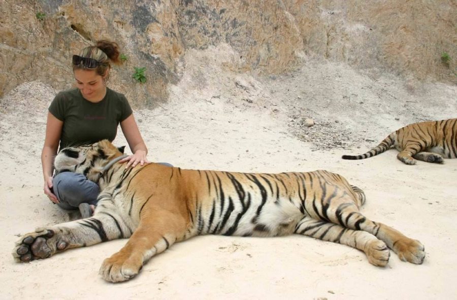 Thaimaan Tiger Temple joutuu luopumaan tiikereistään
