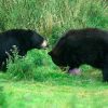 Älä tee näin! Turistit kuvasivat karhuja liian läheltä - emo ja poikaset vauhdilla perään