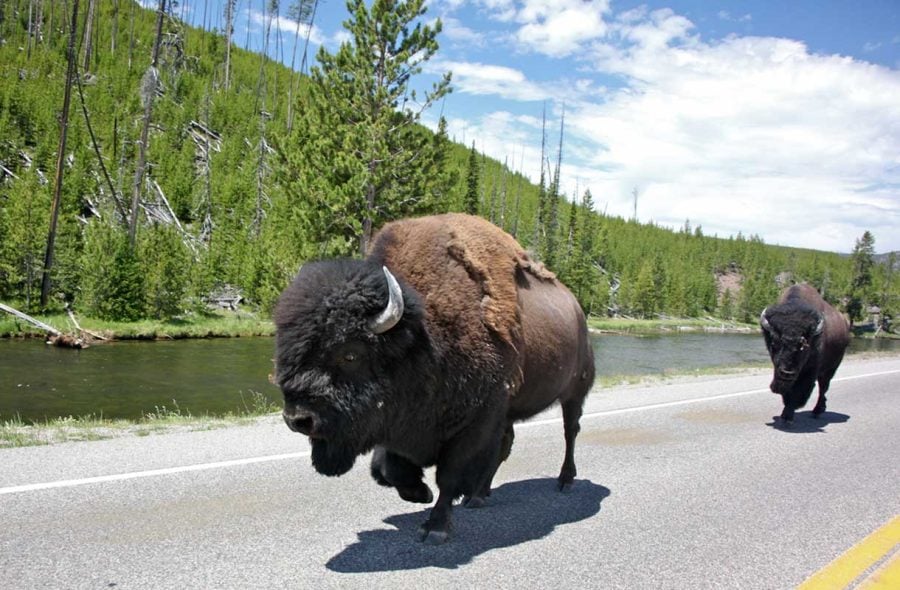 Biisonit Yellowstonessa