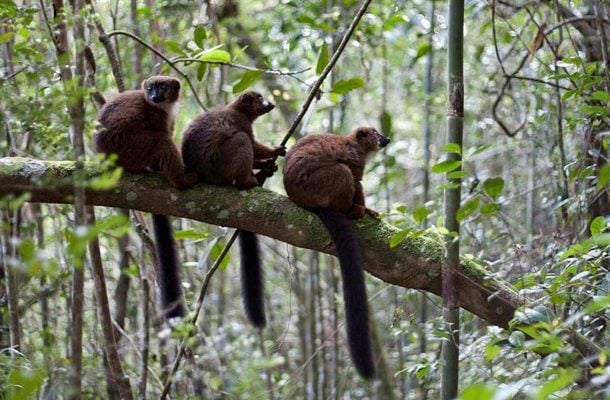 Lemureita Madagaskarilla