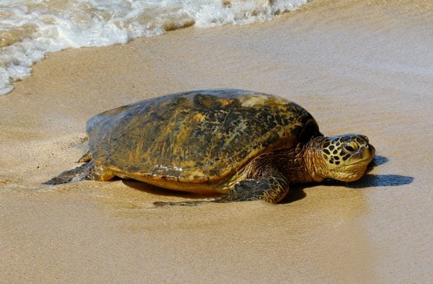 Turistien ajattelemattomuus häiritsee kilpikonnia Costa Ricassa
