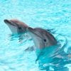 Särkänniemen delfinaario lopetetaan - delfiinien kohtalo epävarma
