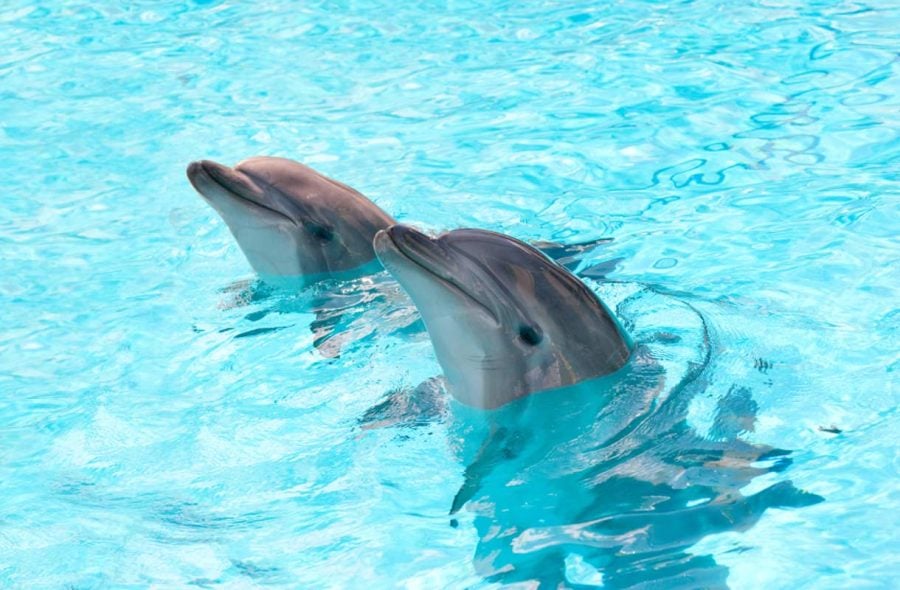 Delfiinit