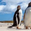 Kiinni jäitte! Pingviinien pakoyritys eläintarhasta päättyi umpikujaan - katso video
