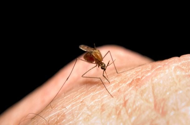 Huolestuttava zikavirus leviää lomakohteissa – oireet lieviä, mahdolliset vaikutukset vakavia