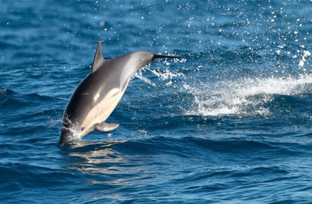 Delfiini kuoli ihmisten ajattelemattomuuden takia