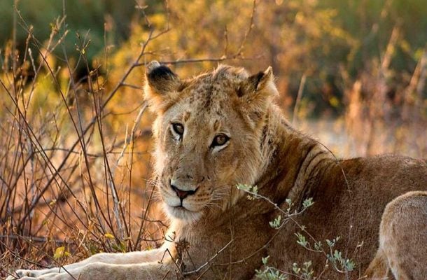 Näe villieläimiä Etelä-Afrikassa
