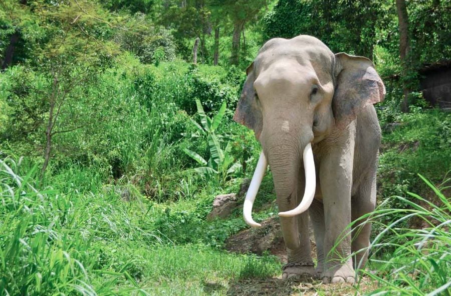 Elefantti Thaimaassa