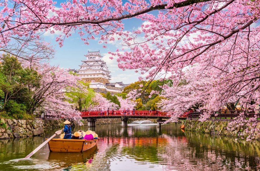 Kirsikankukat Japanissa