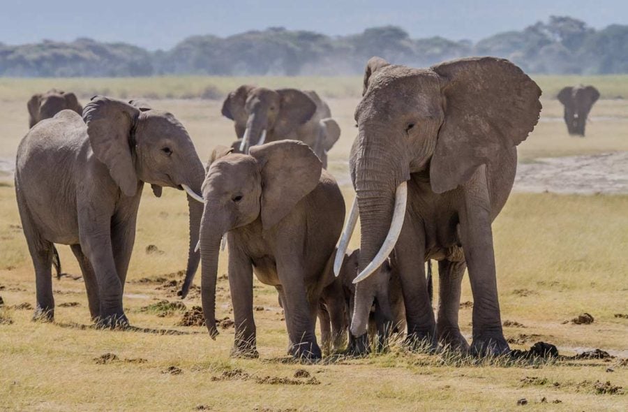 Elefantteja Keniassa