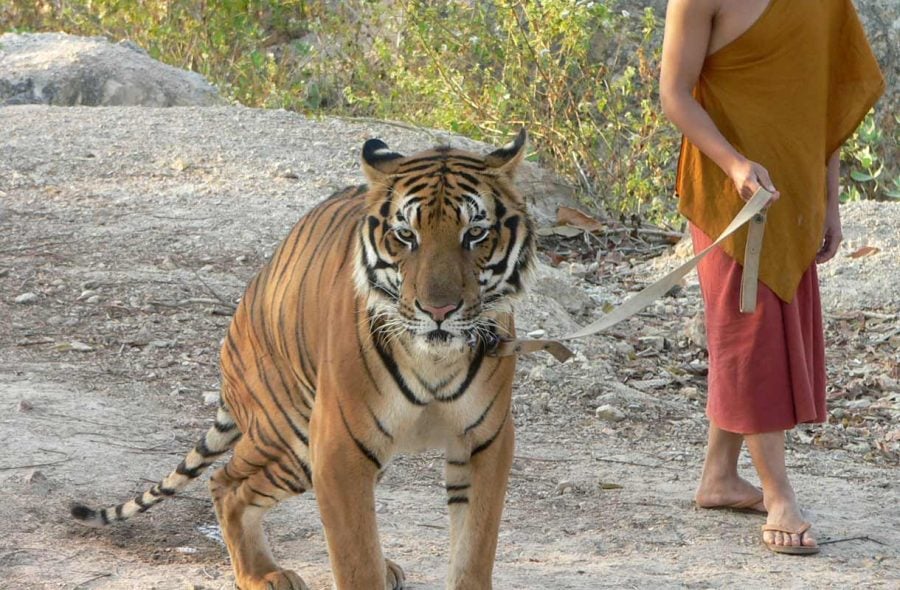 Thaimaan Tiger Temple