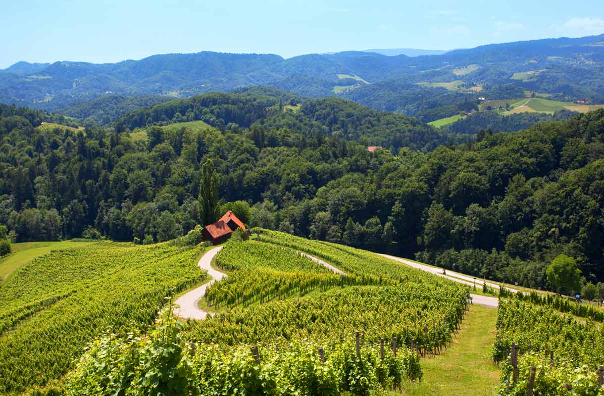 Slovenia on nouseva viinimaa.
