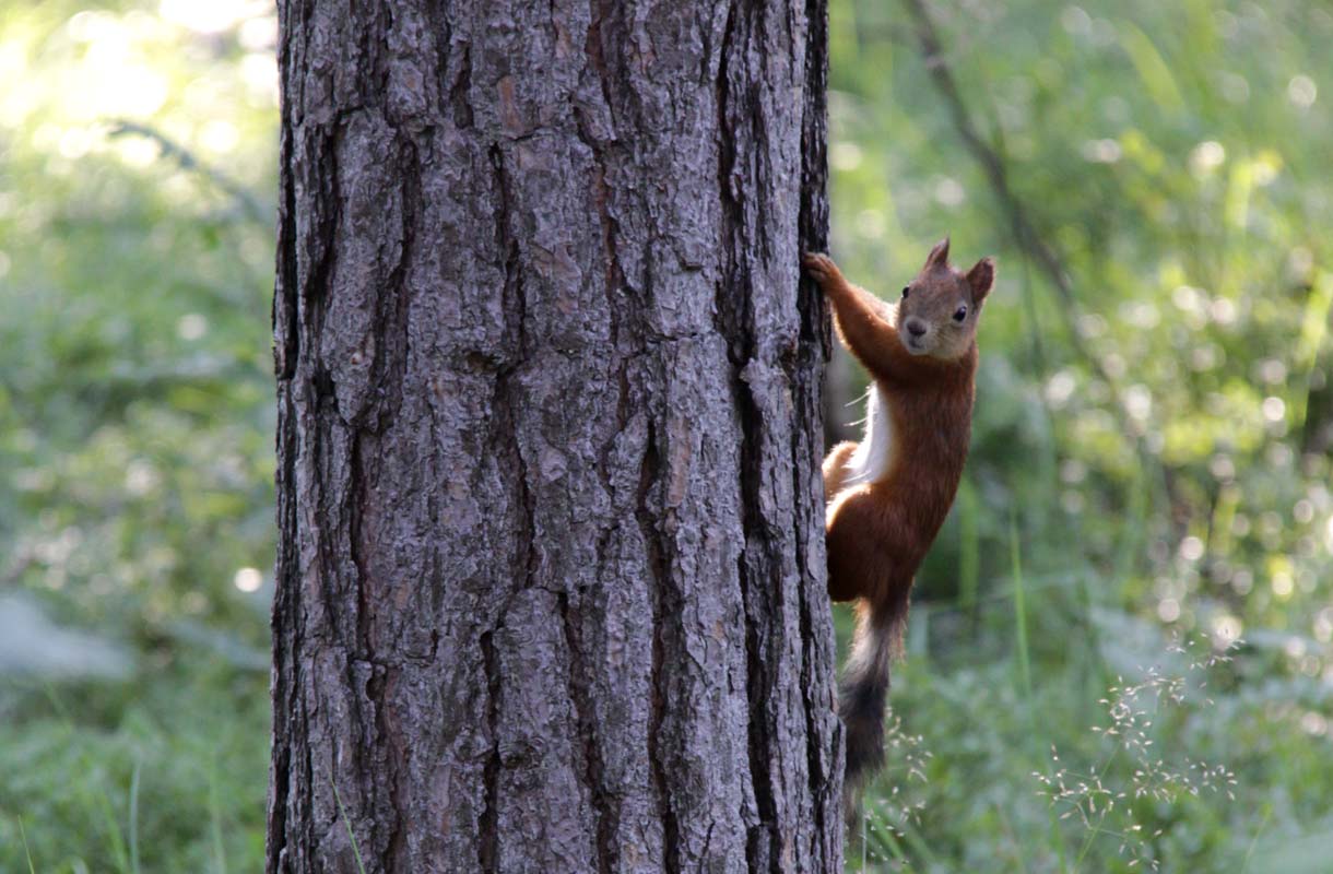 Orava on Helsingin nimikkoeläin.