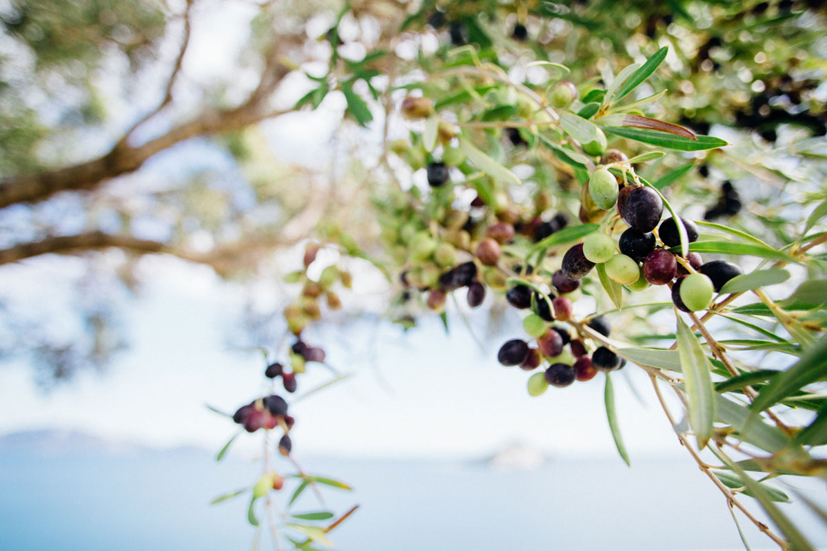 kreikkalainen oliivi