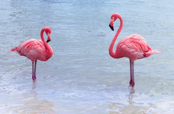 Aruban Renaissance Island tunnetaan flamingoista