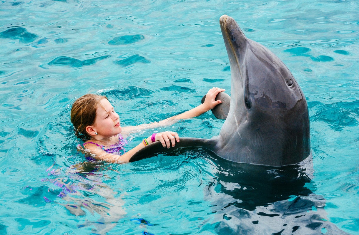 Kannattaako delfiinien kanssa uida? Näin eläimiä kohdellaan kulissien takana