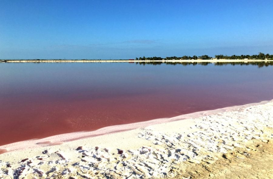 Meksikon vaaleanpunainen laguuni