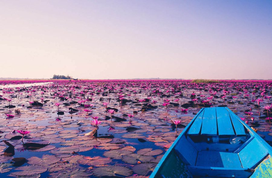 Thaimaan Red Lotus Lake kukkii talvikuukausina