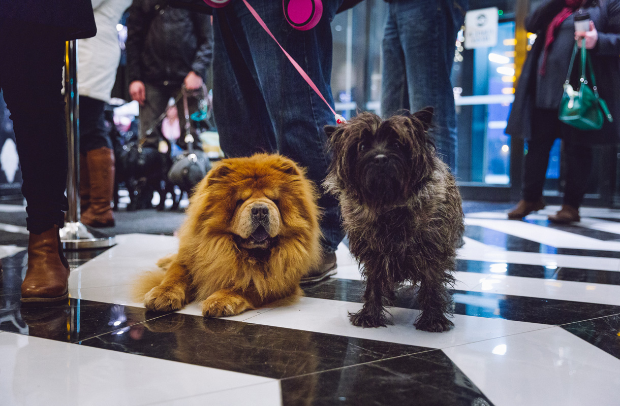 Lentokenttähotellin erikoiset vieraat: uudenvuoden kunniaksi sadoille koirille järjestettiin oma juhla