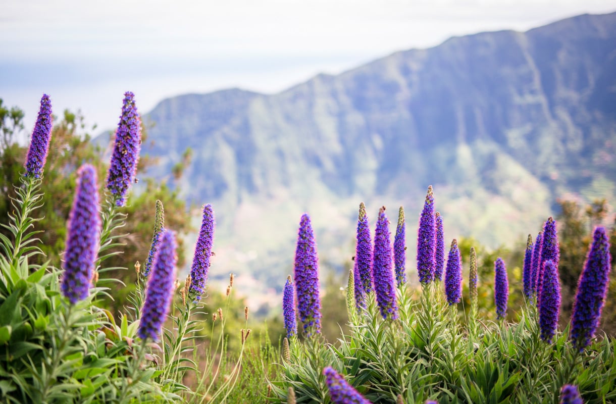 Vau, mitä maisemia! Madeiran luonto on matkailusaaren valtti - katso kuvat näyttävimmistä paikoista