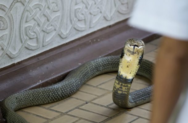 Thaimaan käärmekylä on omituinen nähtävyys