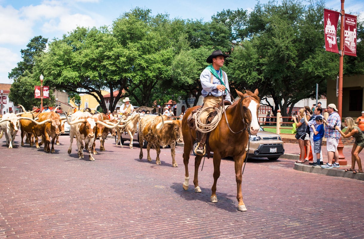 Cowboy-loma Teksasissa