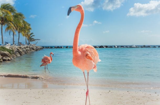Missä nähdä flamingoja?