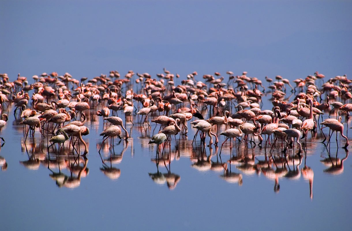 Missä nähdä flamingoja?