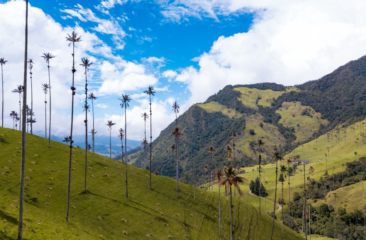 Maailman korkeimmat palmut voivat kohota 60 metriin - on olemassa yksi paikka, jossa kohtaat epätodellisen näyn