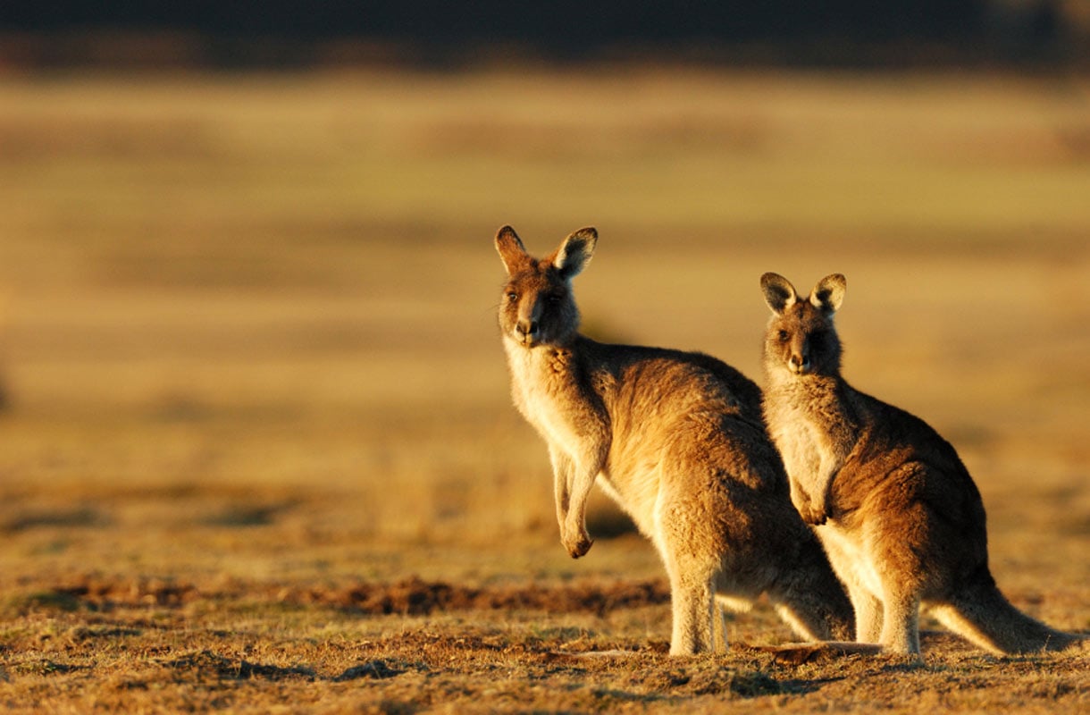 Australian eksoottiset eläimet
