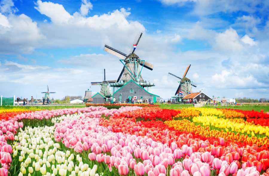 Alankomaiden keväistä tulppaaniloistoa