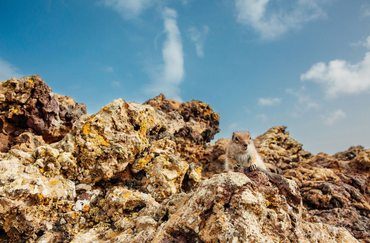 Fuerteventura, Espanja