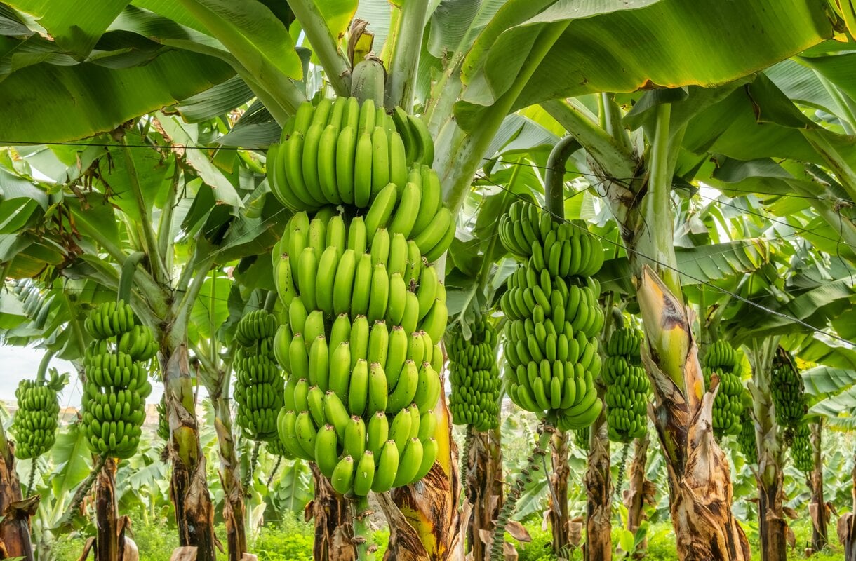 Banaaniplantaasit Teneriffalla