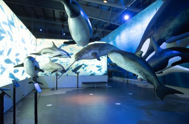Whales of Iceland -näyttely, Reykjavik
