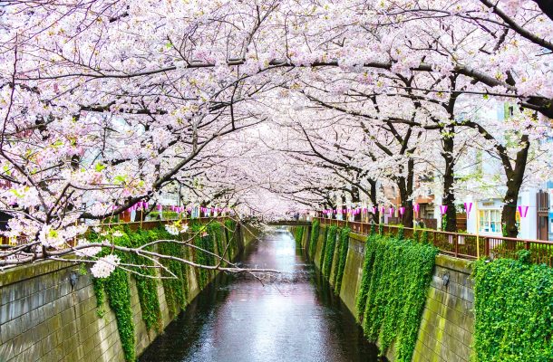 Kirsikkapuut Tokiossa