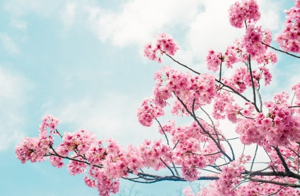 Kirsikkapuun kukkia