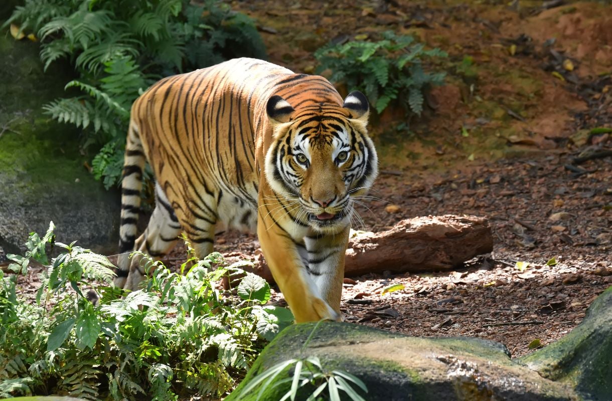 Malesian tiikeri