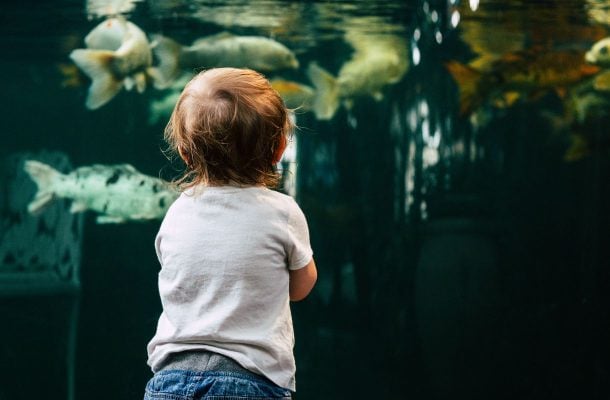 Pieni lapsi katselemassa akvaarion isoja kaloja.