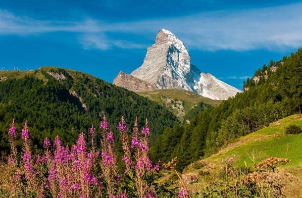 Etualalla kukkia ja taustalla Matterhorn-vuori
