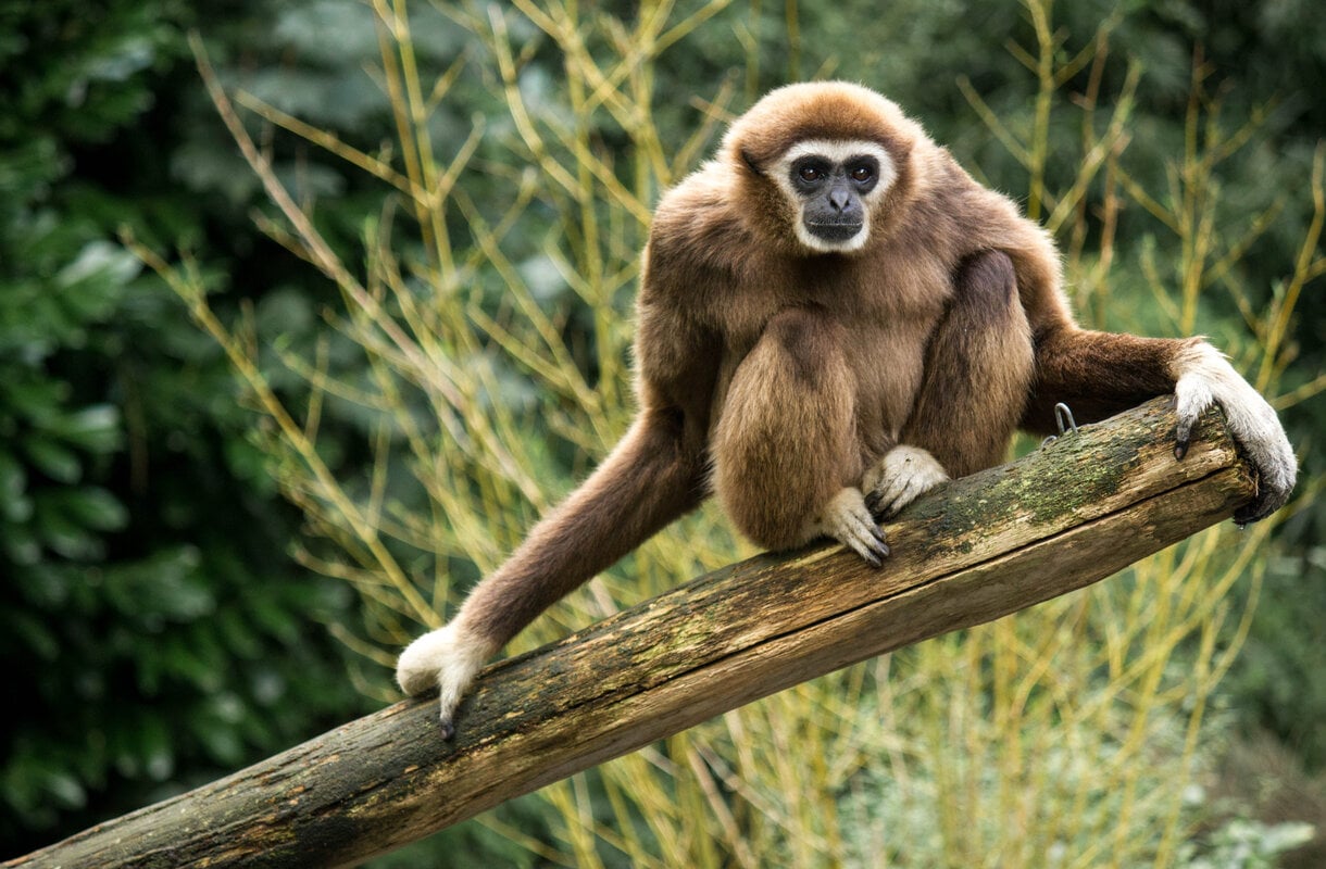 Gibbonit Phuketissa